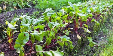 Pravilna sadnja sjemena repe na otvorenom tlu